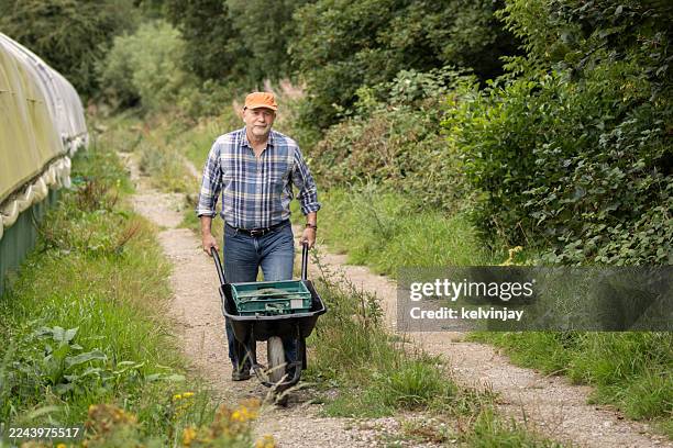 senior farmer moving harvested produce in a wheelbarrow - wheelbarrow stock pictures, royalty-free photos & images