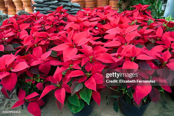 red poinsettia plants in pots at greenhouse - ornamental plant stock pictures, royalty-free photos & images