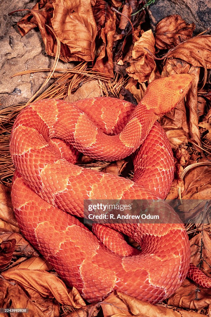 Albino Northern Copperhead