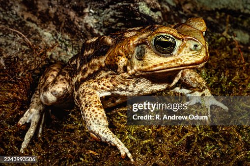 Cane toad - Marine toad Cane toad - Marine toad