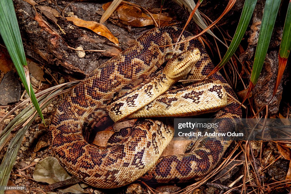 Cuban Boa