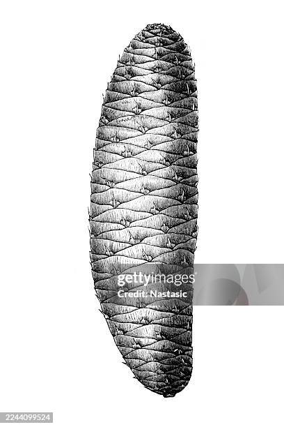 fir ,ripe cone. - pine tree close up stock illustrations