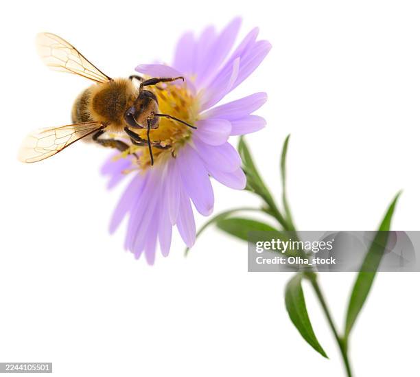 Bee collecting nectar from purple flower on white background