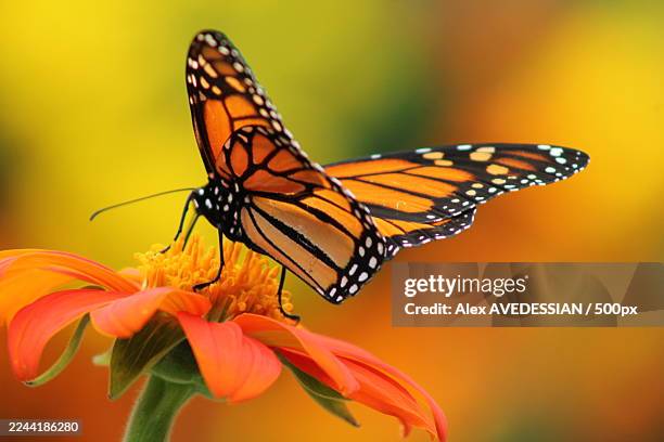 close-up of a vibrant monarch butterfly pollinating on a colorful flower, showcasing natures beauty and delicate balance - monarch butterfly stock pictures, royalty-free photos & images