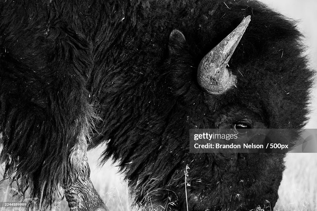 Close-up black and white portrait of a bison grazing in a field