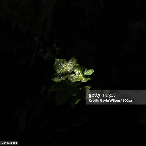 close-up of vibrant green plant leaves with water droplets, highlighted by a beam of light against a dark background,dalmuir,united kingdom,uk - high contrast stock pictures, royalty-free photos & images