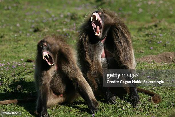 1 025 Gelada Baboon Stock Photos High Res Pictures And Images Getty 1-025-gelada-baboon-stock-photos-high-res-pictures-and-images-getty