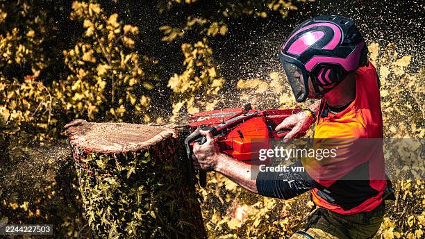 professional logger trimming oak tree in safety gear - sawing stock pictures, royalty-free photos & images