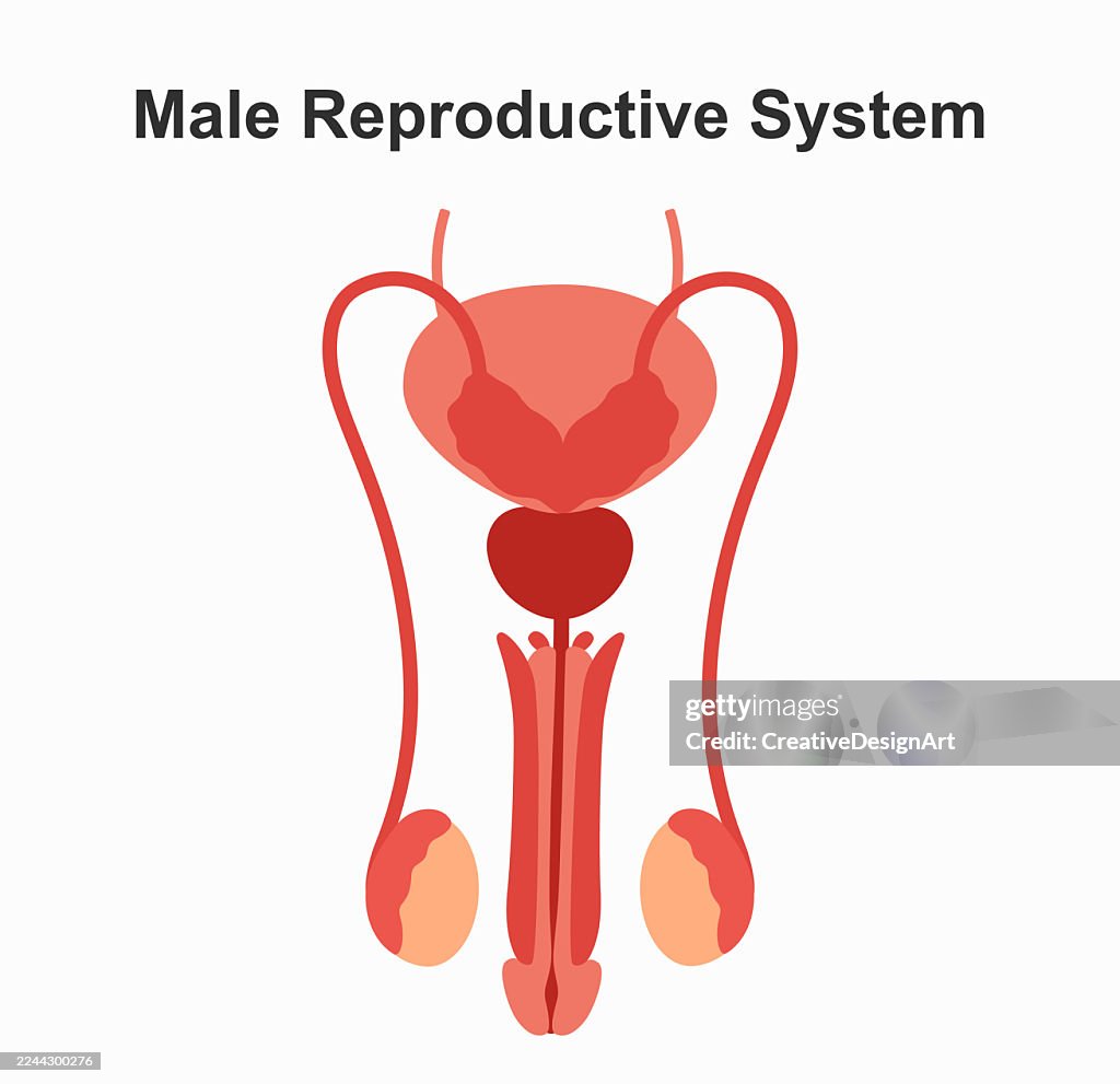 Male Reproductive System Diagram On White Background
