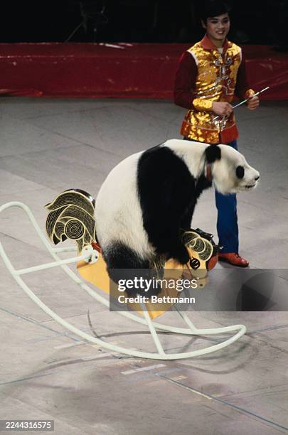 Giant Panda Wei Wei on a rocking horse during a performance by the Shanghai Acrobatics Troupe at Tokyo Metropolitan Gymnasium, Tokyo, Japan, February...