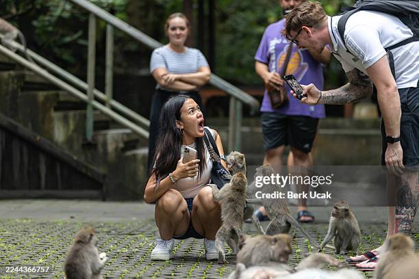 328 Monkey Bite Stock Photos, High-Res Pictures, and Images