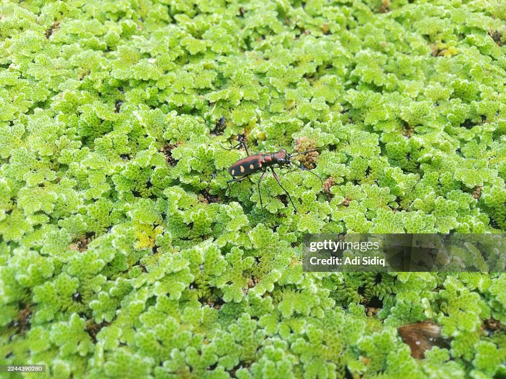 Tiger Beetle on Azolla (Water Fern)