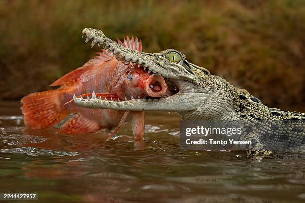 saltwater crocodile - krokodillenfamilie stockfoto's en -beelden