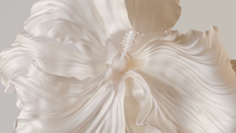 https://media.gettyimages.com/id/2244472740/video/single-white-hibiscus-inspired-flower-time-lapse-growth-elegant-petal-waves-3d-rendering.jpg?b=1&s=640x640&k=20&c=h7qR-ThMqxPYbGg2-OndZU6QzVI8geg8sFxa_yc0W8Q=