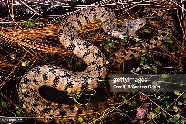 diamondback water snake, texas - diamondback water snake stock pictures, royalty-free photos & images
