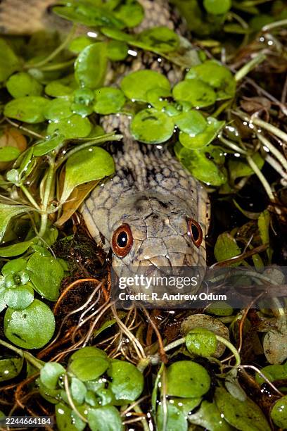 diamondback water snake, texas - diamondback water snake stock pictures, royalty-free photos & images