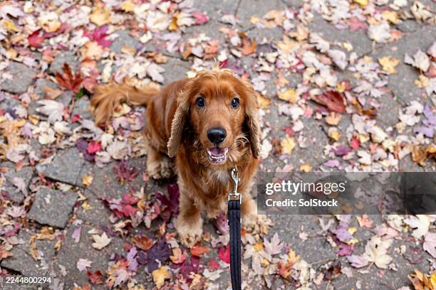 cute red cocker spaniel looking at camera - pure bred dog stock pictures, royalty-free photos & images