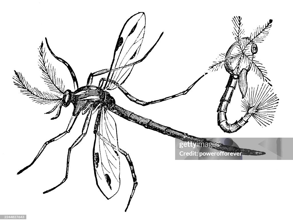 Buzzer Midge Insect (Chironomus Plumosus) - 19th Century