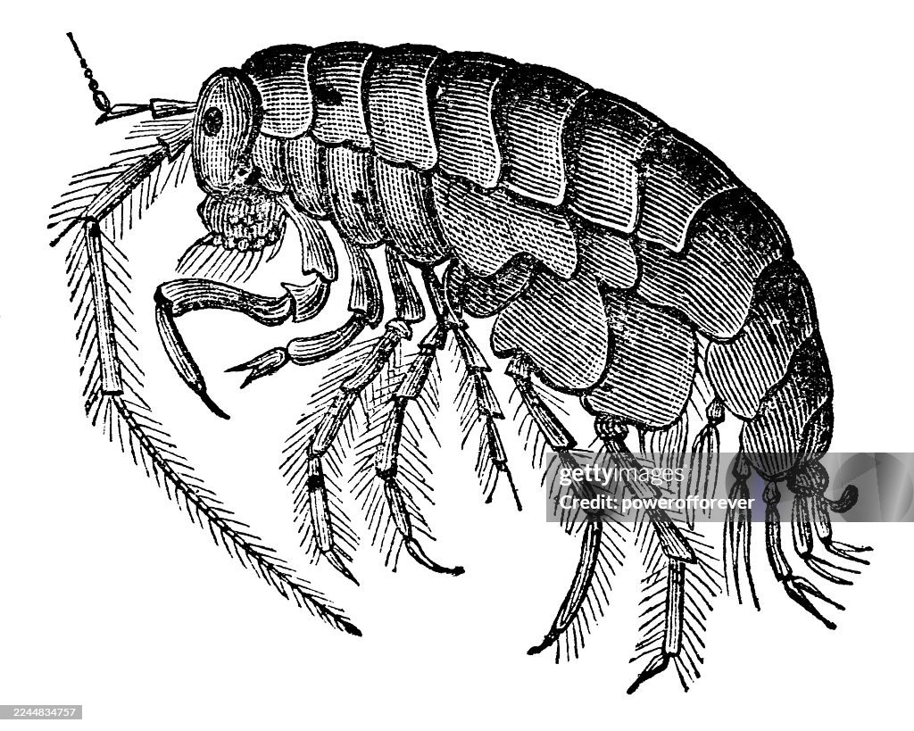 European Sandhopper (Talitrus Saltator) - 19th Century