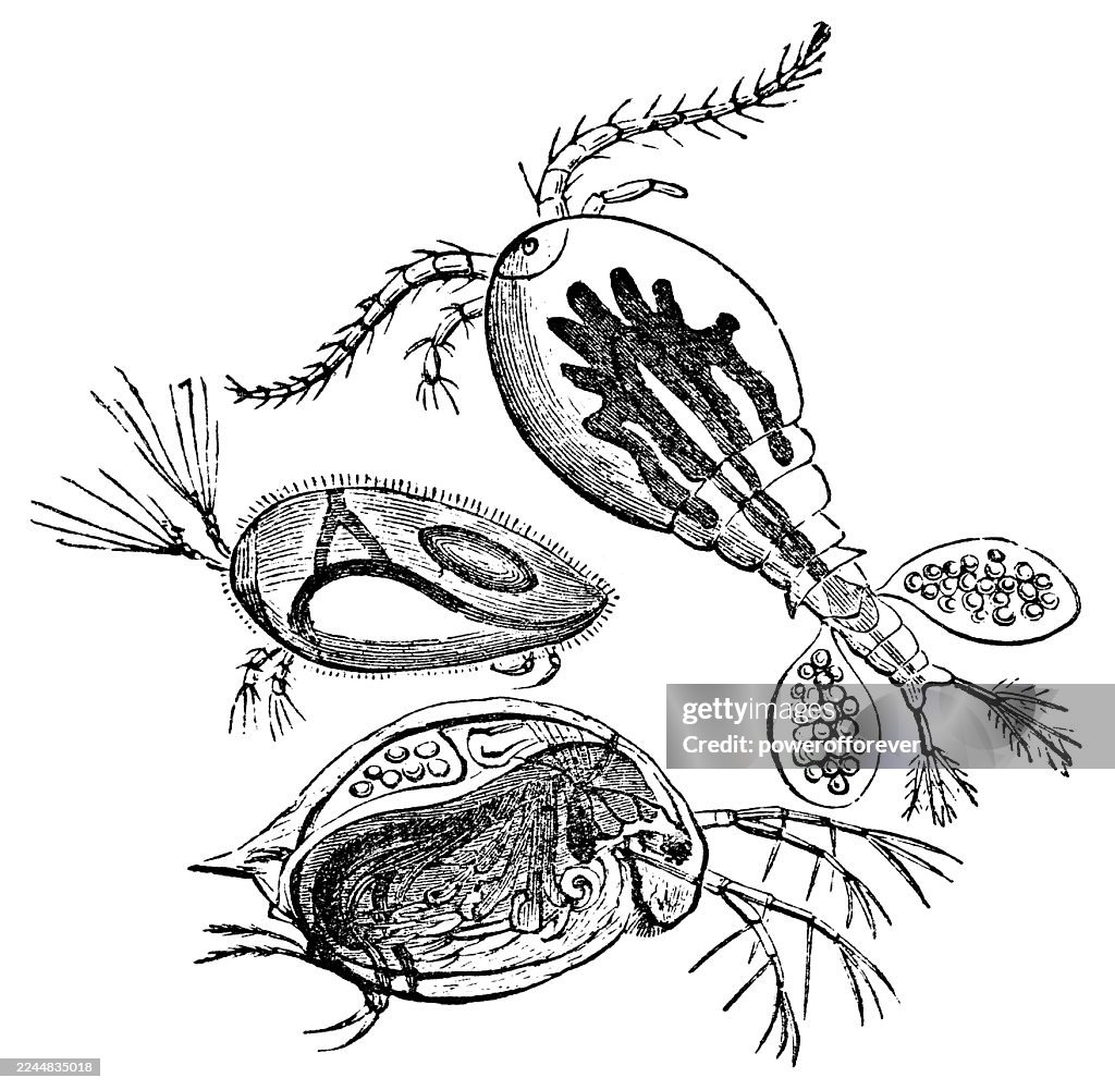 Water Fleas; Cyclops Communis, Cypris Unifasciata, and Daphnia Pulex - 19th Century