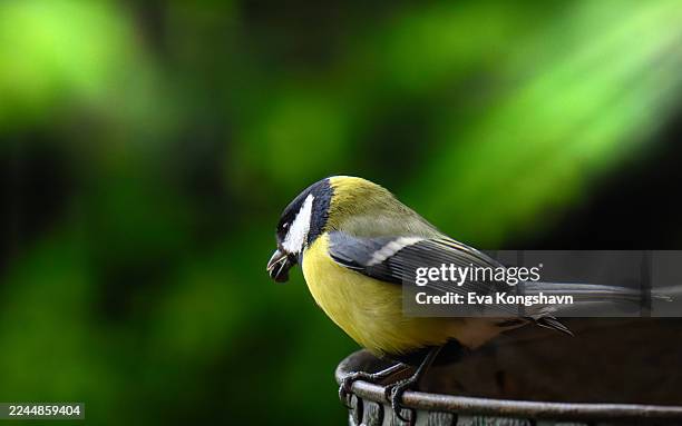 the colorful bird has a seed in its mouth - titmouse stock pictures, royalty-free photos & images