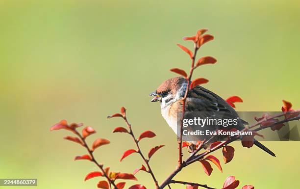 the bird has its mouth open as it is chirping away - janela natural - fotografias e filmes do acervo