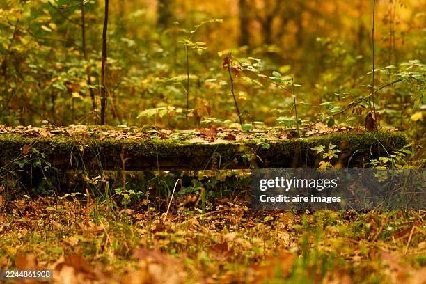 rustic mossy bench in autumn forest - timber bench stock pictures, royalty-free photos & images