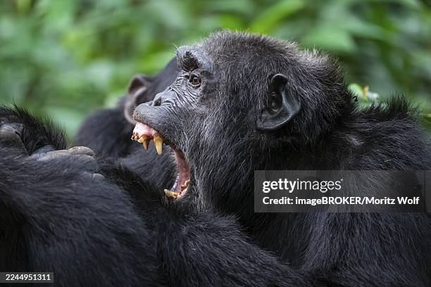 chimpanzee (pan troglodytes), aggression, animal portrait, male grooming in the jungle, kibale national park, uganda - aggressione foto e immagini stock