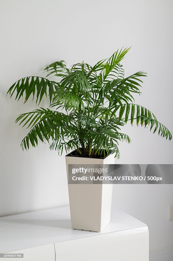 Vibrant Green Parlor Palm in a White Planter on a Table Against a White Wall