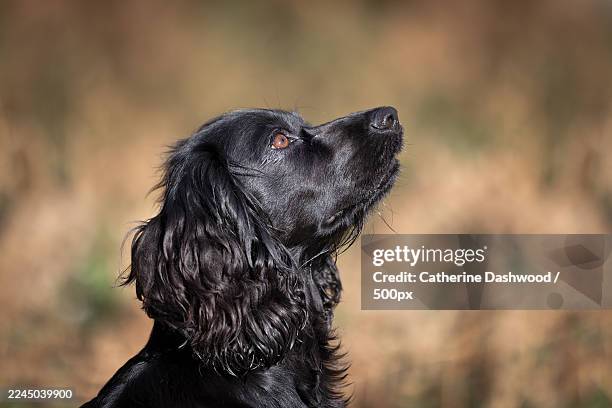 close-up of a black dog looking up with a focused expression outdoors - cocker spaniel stock pictures, royalty-free photos & images