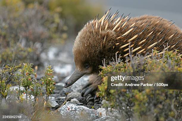 close-up of an echidna foraging in its natural habitat - cradle mountain stock pictures, royalty-free photos & images