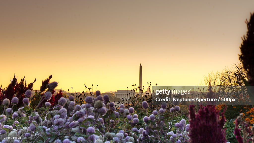 Washington Monument and Lincoln Memorial framed by purple flowers at sunset,Rosslyn,United States,USA