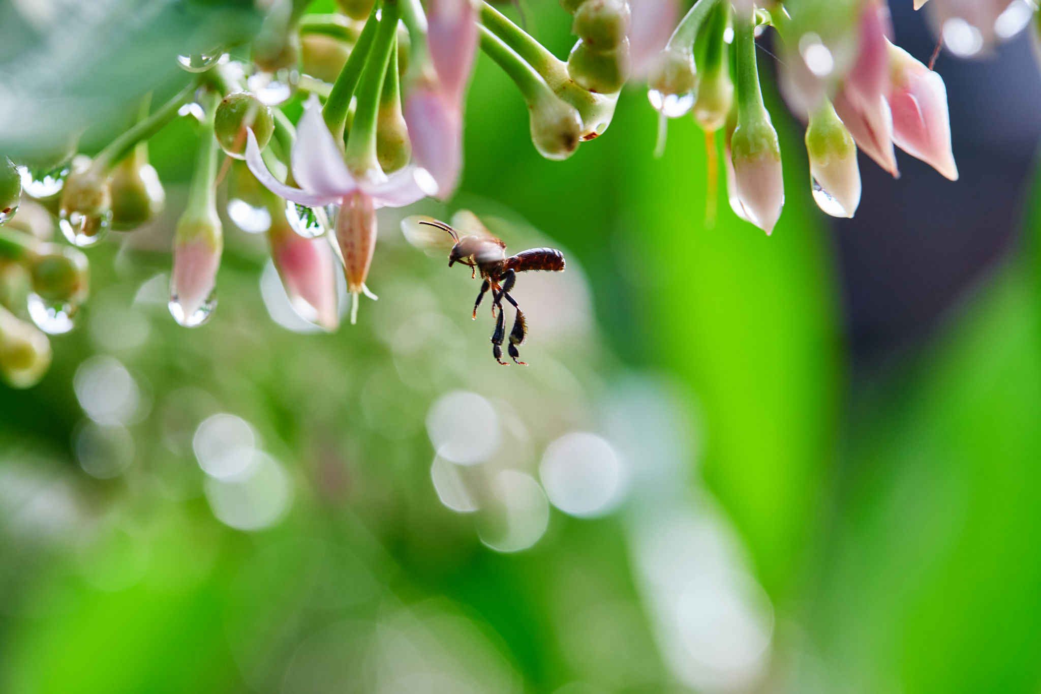 thailand rainy season