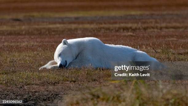 polar bear lying peacefully on brown grassy ground under soft light. hudson bay, churchill, manitoba, canada - animal em via de extinção imagens e fotografias de stock