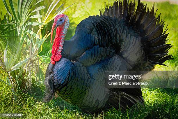 tom turkey walking with feathers up - strutting-turkeys stock pictures, royalty-free photos & images