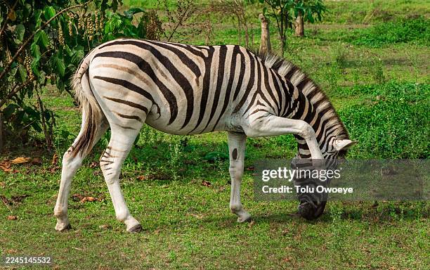 OMU RESORT LAGOS - Zebra Grazing on Green Grass in Natural Habitat