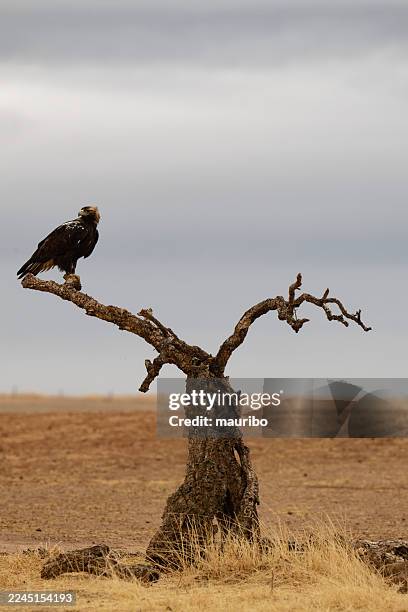 iberian imperial eagle (aquila adalberti) - imperial eagle stock pictures, royalty-free photos & images