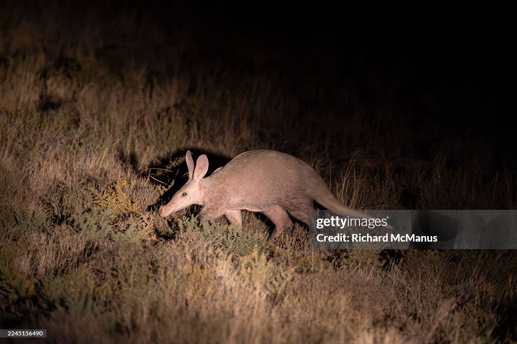 Aardvark