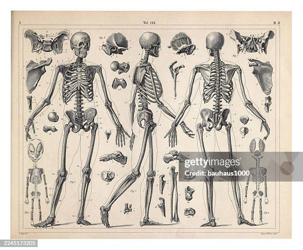 anatomy of the bones engraving antique illustration, published 1851 - human skeleton drawing stock illustrations