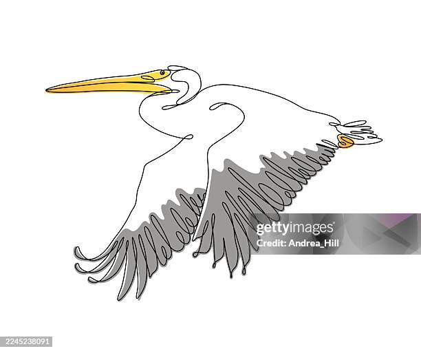 white pelican flying continuous line drawing with editable stroke - brown pelican stock illustrations