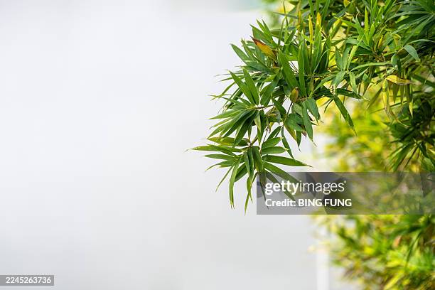 bamboo leaf - bamboo leaf stock pictures, royalty-free photos & images