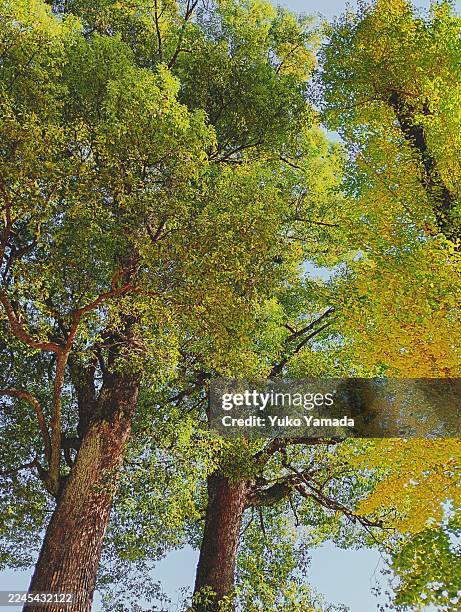 color in autumn - camphor stock pictures, royalty-free photos & images