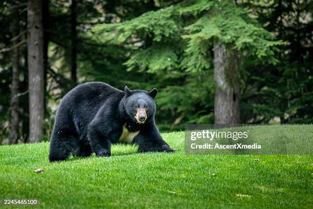 black bear relaxing on golf course, whistler - black bear stock pictures, royalty-free photos & images