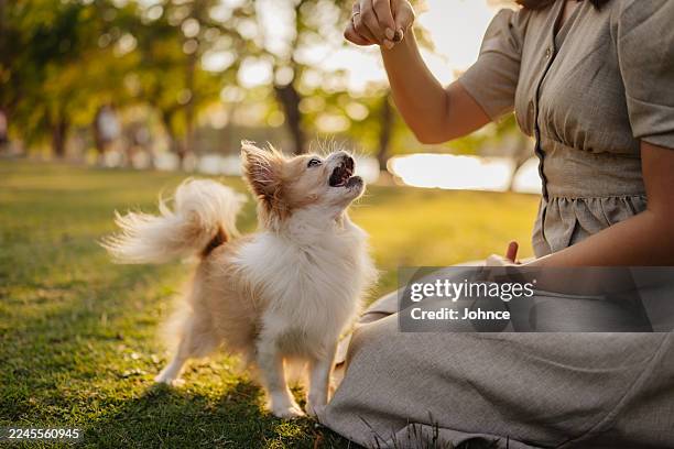 donna che addestra un cane con un premio nel parco - cagnolino da salotto foto e immagini stock