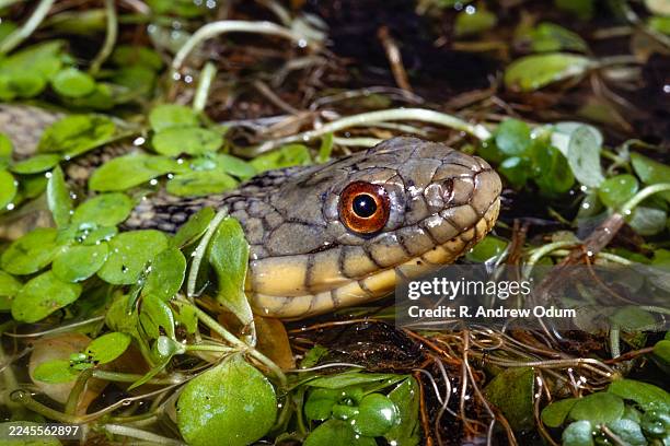diamondback water snake - diamondback water snake stock pictures, royalty-free photos & images