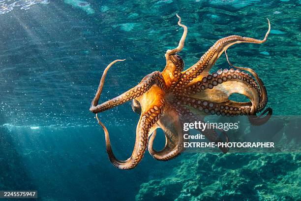 un momento incredibile di un polpo fotografato nel mare adriatico - mondo marino foto e immagini stock
