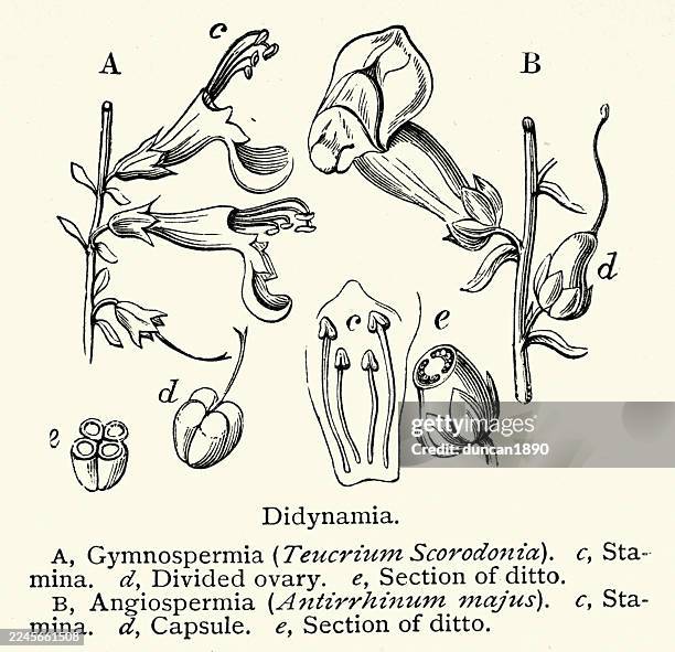 didynamia, a botanical term for a former plant classification and the arrangement of four stamens in two pairs of unequal length, vintage illustration, 19th century, victorian - unequal stock illustrations