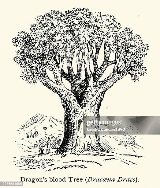 dracaena cinnabari, the socotra dragon tree or dragon blood tree, is a dragon tree native to the socotra archipelago, part of yemen, vintage illustration, 19th century, victorian - agave stock illustrations