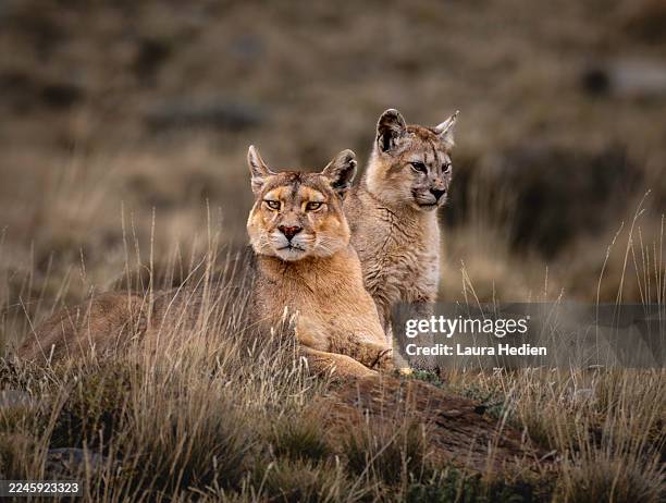 wild puma in patagonia chile - puma stock pictures, royalty-free photos & images