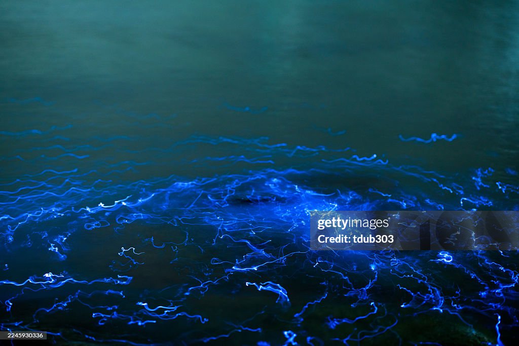 La vargula hilgendorfii bioluminescente brilla lungo la costa